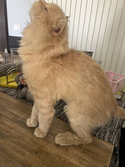 Persian  Cat 15 months old