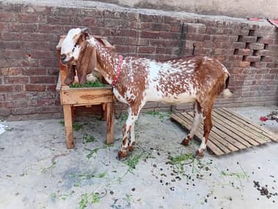 mashallah khubsurat best qulty desi goat