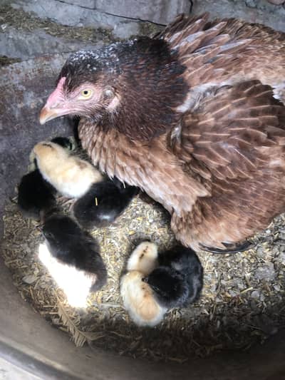 Aseel chicks and Thai chicks