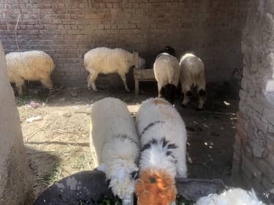 Price koi ziada Nahi hyn Ager ziada bay Karyn gy tu Ak hi price par