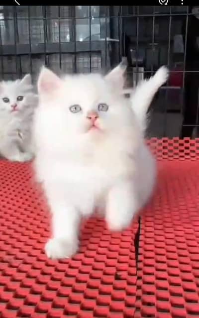 Quality Persian Punch face cat & kitten= Mor 03205959094=WhatsApp