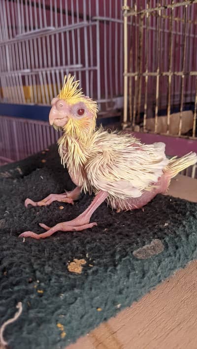 Cockatiel Chick