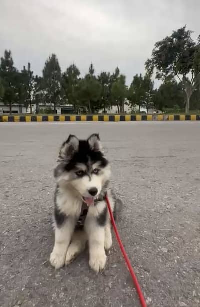  Siberian Husky Puppy for Sale 