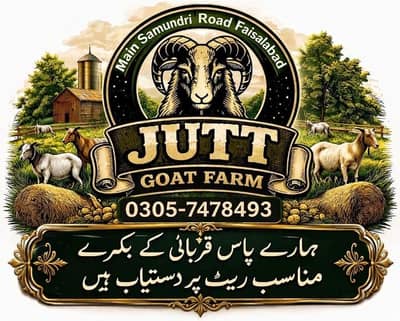 Qurbani ky liya quality waly bakry available hai
