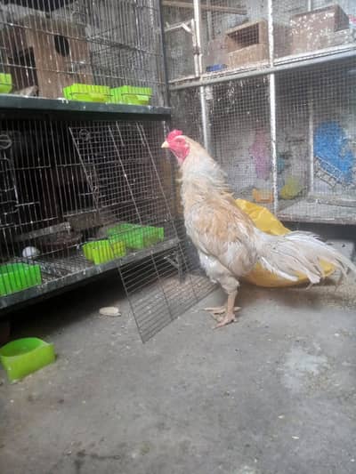 Aseel Murga For Sale ha urgently