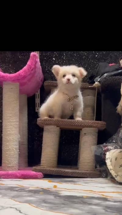 Russian pupie - white dog puppie