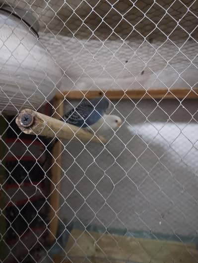 king size budgies pair for sale