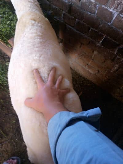 pure Mundra chatra for sale healthy and active