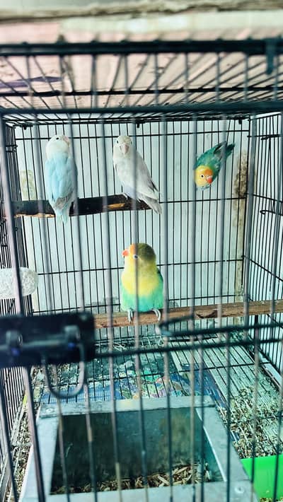 Lovebirds bonded pairs