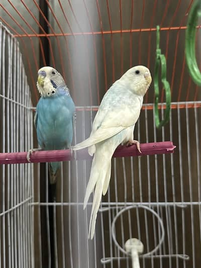 100% breeding pair for sale