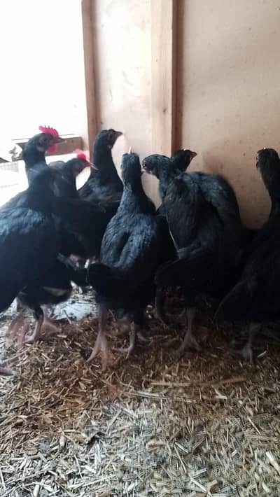 Pure Australorp Chicks Australope Austrolope astrolop