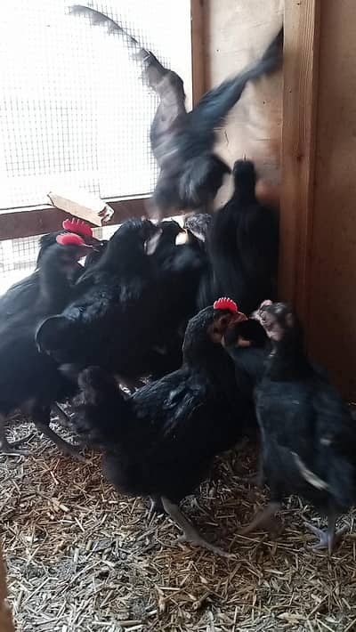 Pure Australorp Chicks Australope Austrolope astrolop