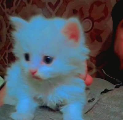 Persian cat for sale