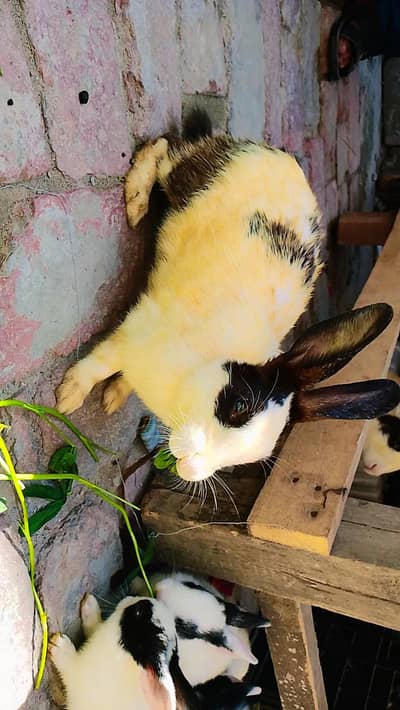 My WhatsApp number 03289669638