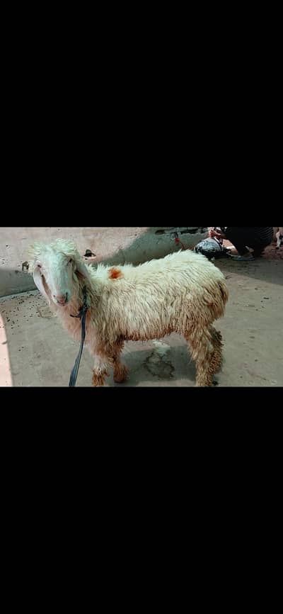 Ghulabi Dumba / Bakra / Bakri / Goat / Sheep / Mundra / kajla