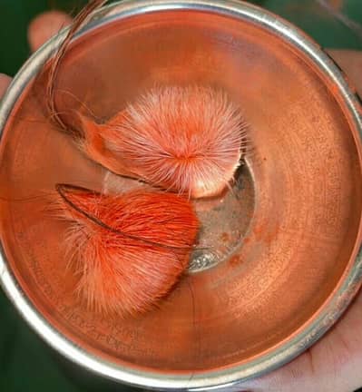 giddhar singhi original growth working