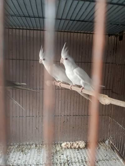 adult Eno red eyes, cream pied, pearl paid or Eno paid cocktails