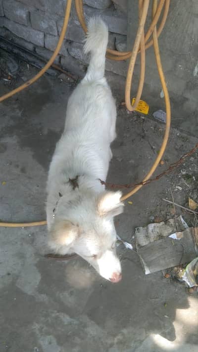 breeder female Russian dog