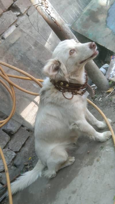 (0.3. 2.0. 4.4. 2.6. 5.3. 8) breeder female Russian dog