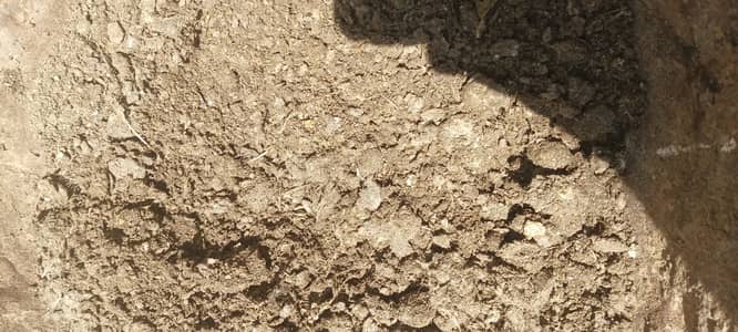 Organic fertilizer/compost made from chicken poop