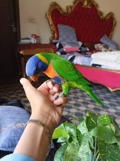 Handtame swinson lorriket