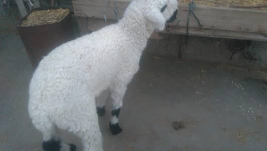 khara nasal k dhumba dhumbi kids