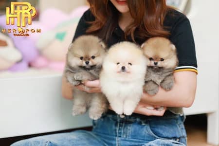 Pomeranian the real teacup miniature Poms toy breed