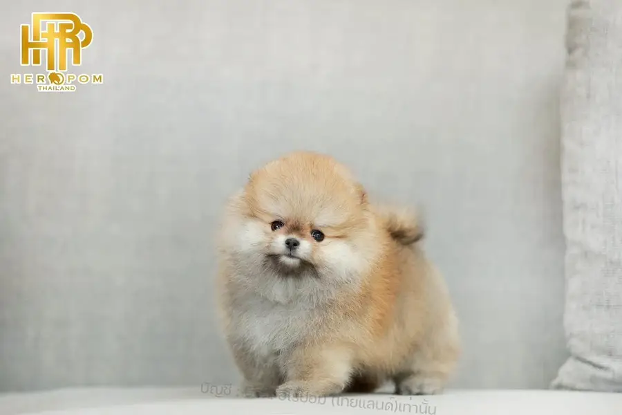 Pomeranian the real teacup miniature Poms toy breed — photo 2