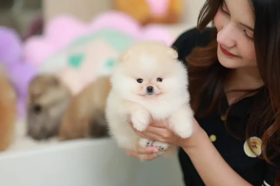 Pomeranian the real teacup miniature Poms toy breed — photo 3