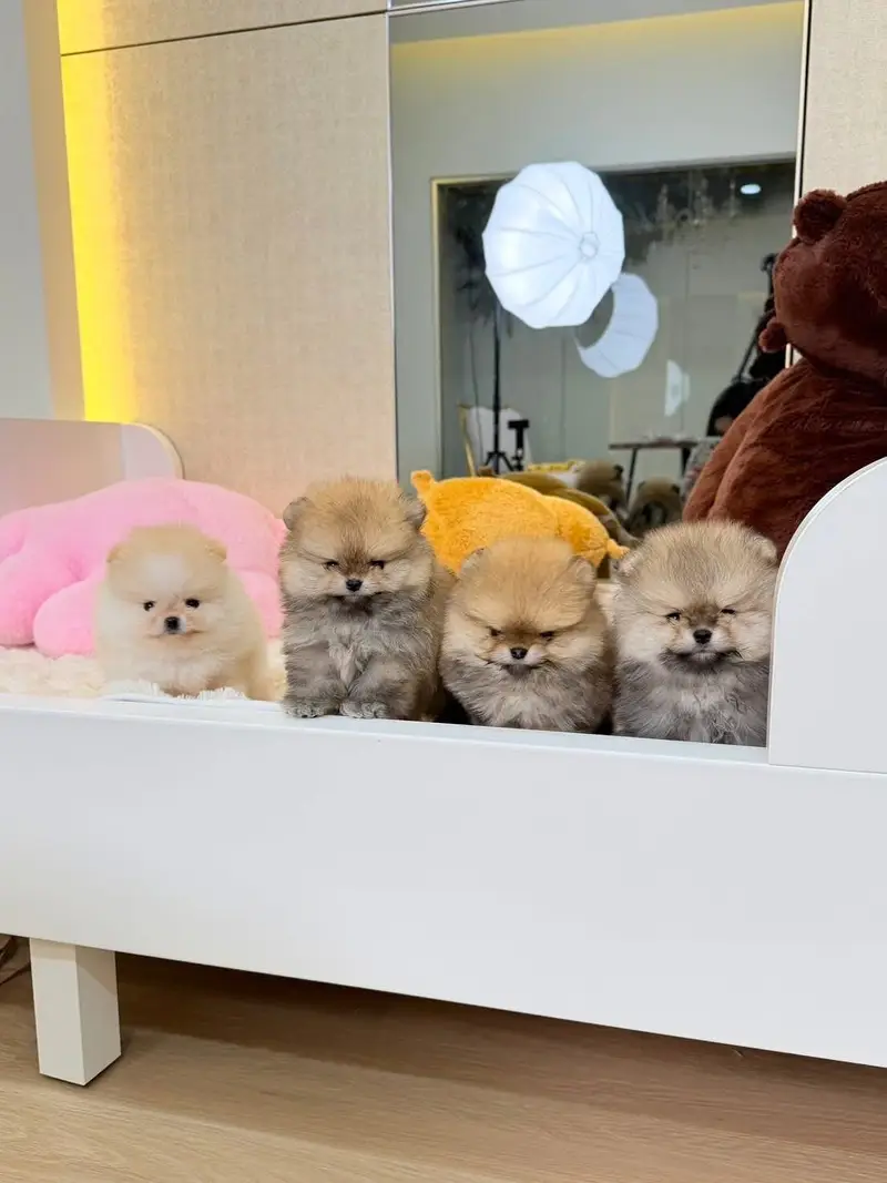 Pomeranian the real teacup miniature Poms toy breed — photo 4