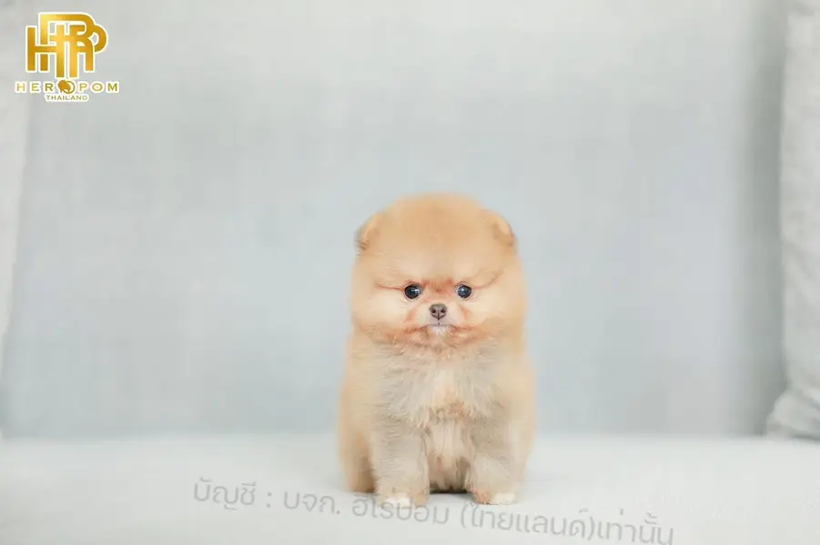 Pomeranian the real teacup miniature Poms toy breed — photo 5
