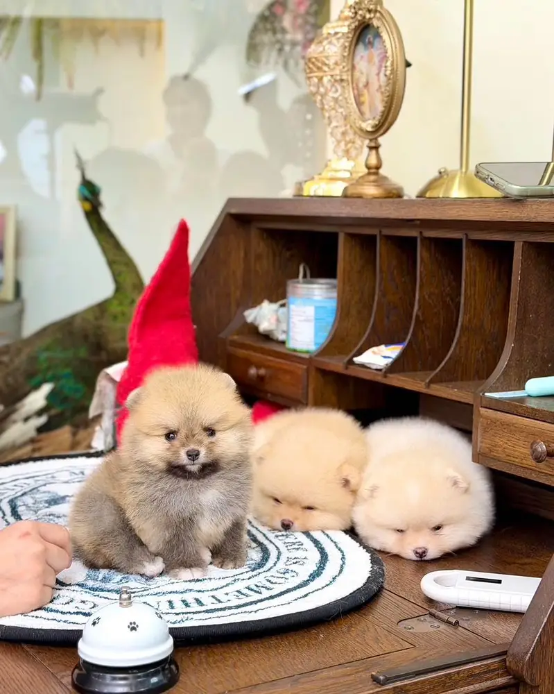 Pomeranian the real teacup miniature Poms toy breed — photo 6