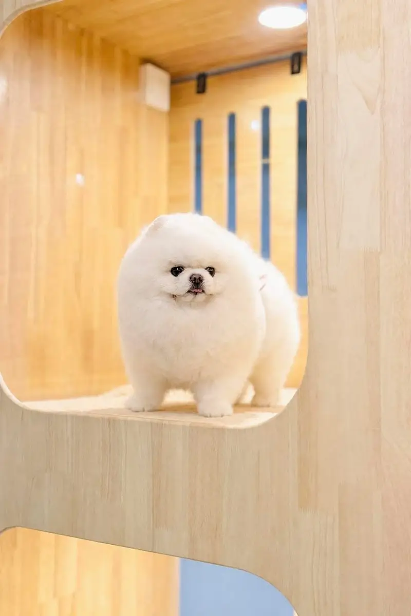 Pomeranian the real teacup miniature Poms toy breed — photo 8