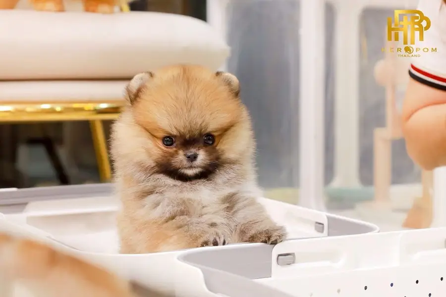 Pomeranian the real teacup miniature Poms toy breed — photo 9
