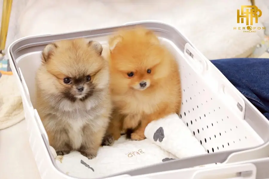 Pomeranian the real teacup miniature Poms toy breed — photo 10