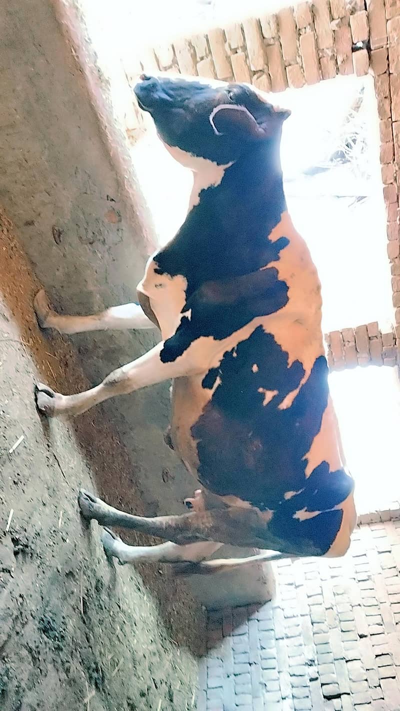 دودھ والی ولایتی نسل گانے فار سیل 1