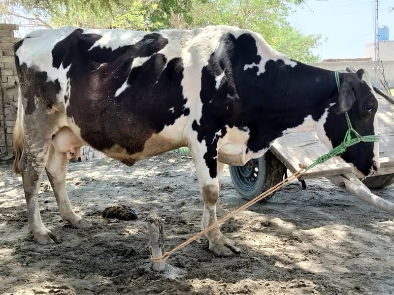 دودھ والی ولایتی نسل گانے فار سیل 2