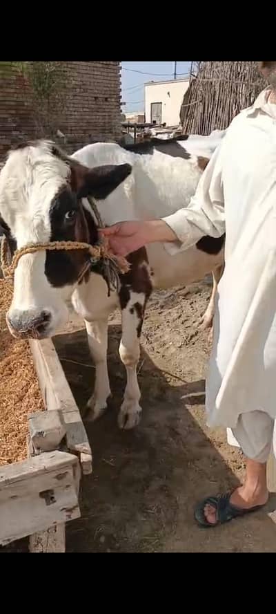 Pregnant Frozen Jersey Cow +923023753840