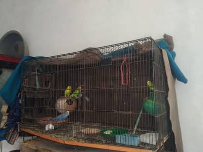 2 pairs Australian parrots