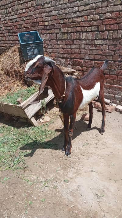 Faisalabadi Nagra Beetal Jora 0340*6535048