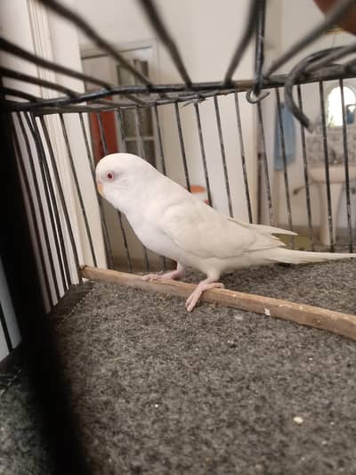 crested fellow big size and red eyes female