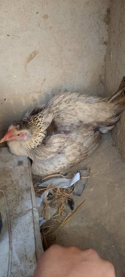 Pure Aseel hens (kurak hen available)