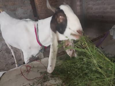 Qurbani special 1 pair 2 Healty Male Bakry 2 Dant