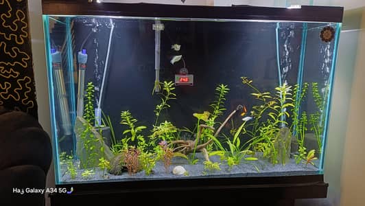 Aquarium Planted with Live plants