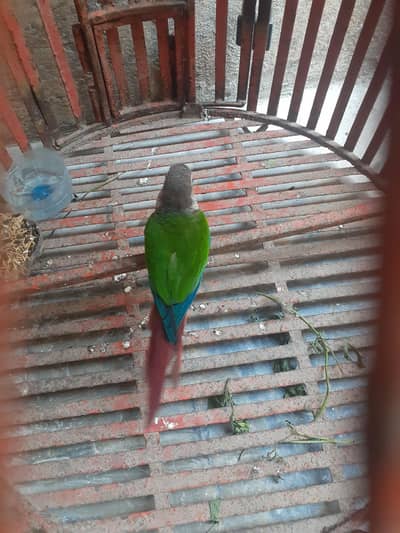 African Grey Multi Colors Parrot
