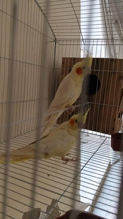 Cocktail Breader Pair