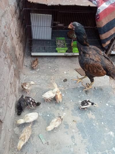 aseel murghi aur 10 chick's 30 days age for sale