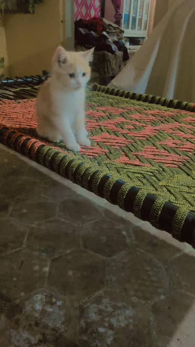 healthy beautyfull cat baby Multan