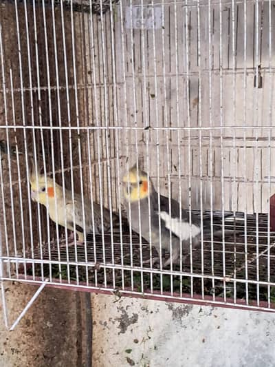 beautiful cocktail parrot  one male and one female sale in sialkot