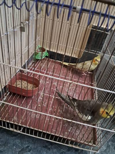 beautiful cocktail parrot  one male and one female sale in sialkot